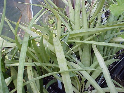 سانسوریا دونِری